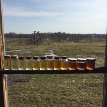 Samples of maple syrup, taken each day