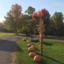 Pumpkins lining driveway for the Apple Harvest Festivals