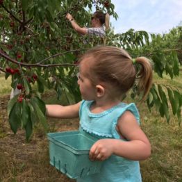Family togetherness grows in Monroe's Orchard cherry orchard!
