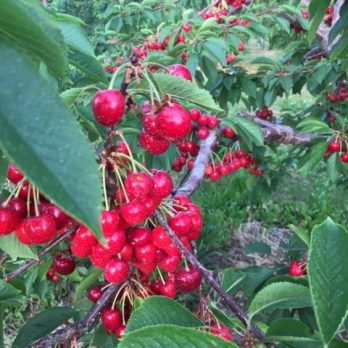 Pick-Your-Own Cherries at Monroe's Orchard !