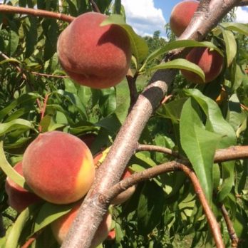 Peaches, grown right here at Monroe's Orchard