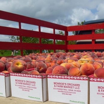 Peaches being harvested at Monroe's Orchard