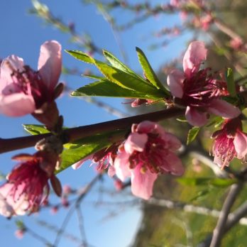 Peach blossoms at Monroe's Orchard