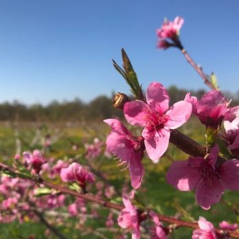 Peach blossoms at Monroe's Orchard