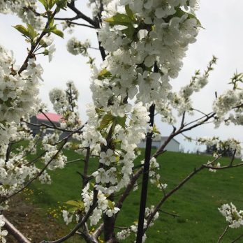 Cherry blossoms with barn at Monroe's Orchard