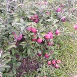 Pick-Your-Own Apples